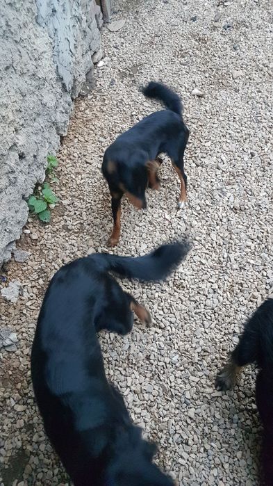 Oddam psy suczki rasy mieszanej