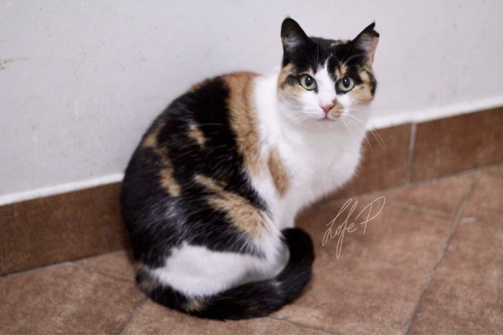 Kochana, niezwykle delikatna i spokojna Tonya PILNIE szuka domu!