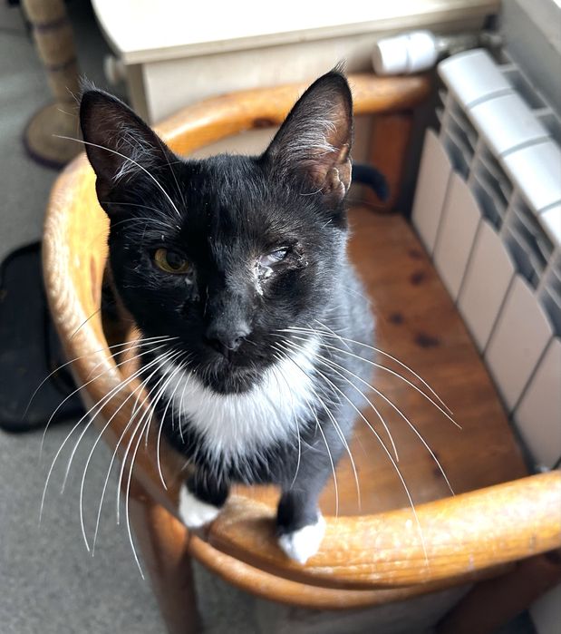 Ostoja mruczków kotka Zoja do adopcji