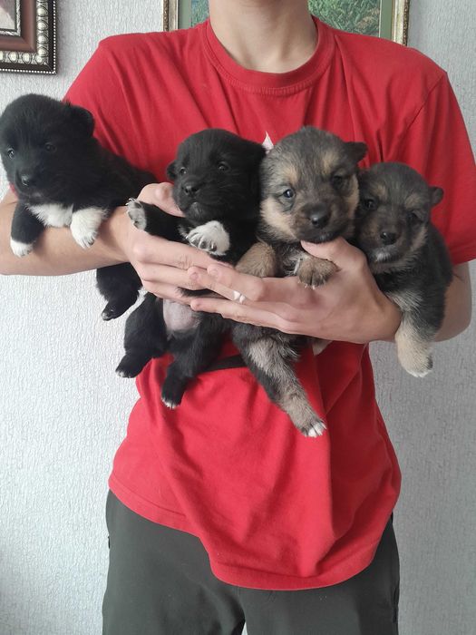 Відам в хороші руки