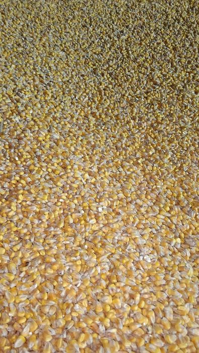 Kukurydza Sucha 2025