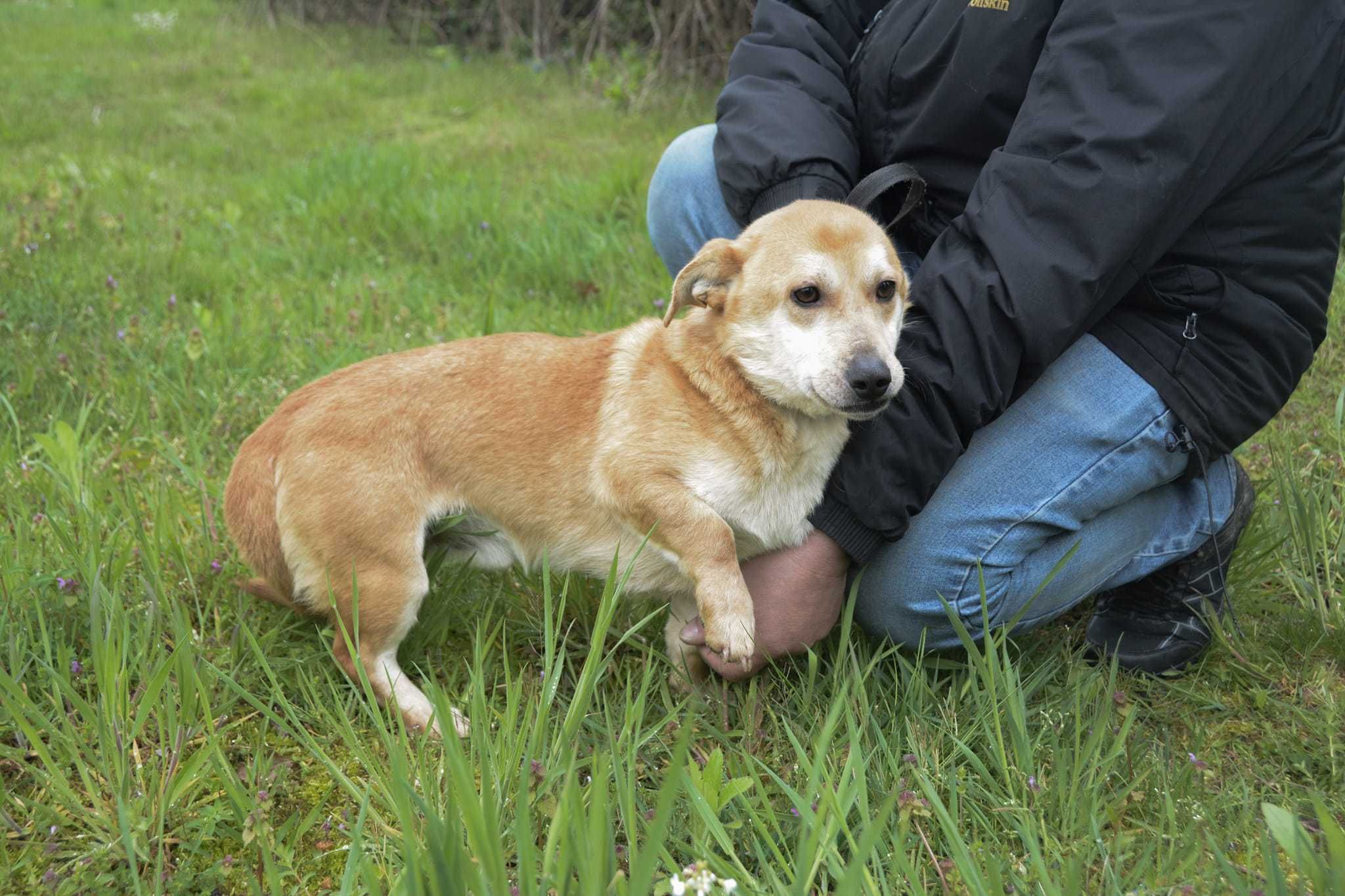 Słodki ptyś poleca się do adopcji