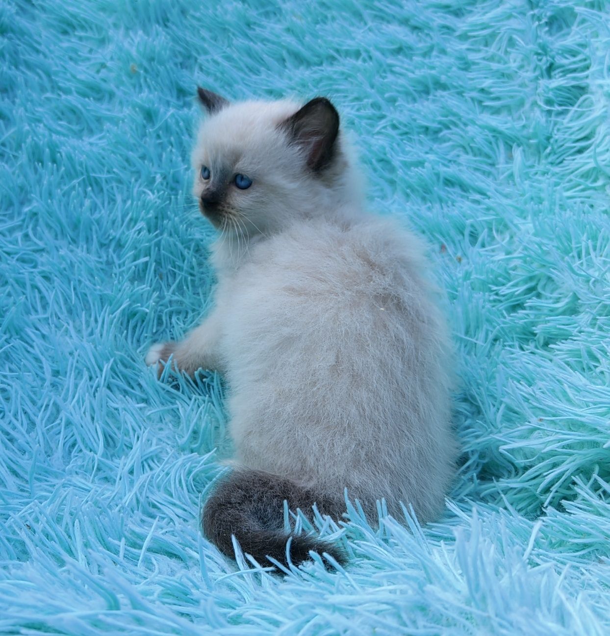 Kocurek ragdoll      .