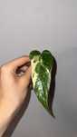 epipremnum pinnatum marble variegata + epipremnum pinnatum variegata