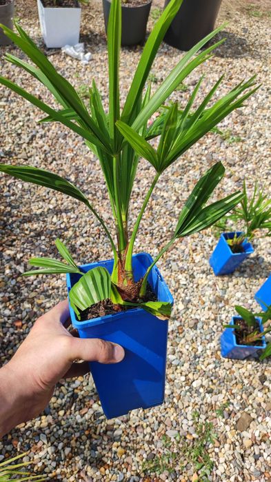 Trachycarpus Bułgaria