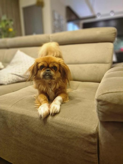 Molly do adopcji sunia w typie pekińczyka