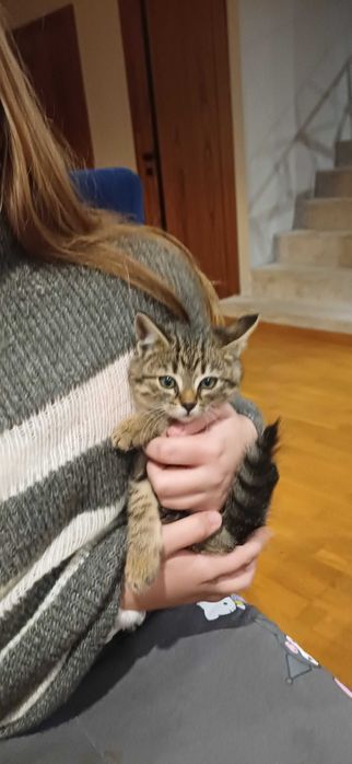 Koty kotki kocurki