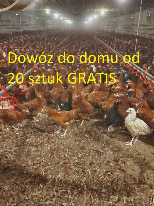 Kokoszki, Nioski od 20 sztuk dowóz GRATIS