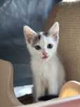 Kotki do adopcji