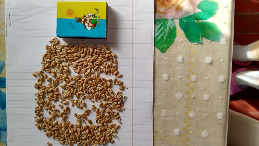 Зерно пшениці мука,корм