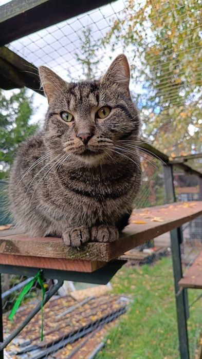 Czesio, cudowny kotek o smutnych oczkach