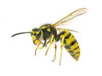 Usuwanie gniazd owadów osy szerszenie pszczoły