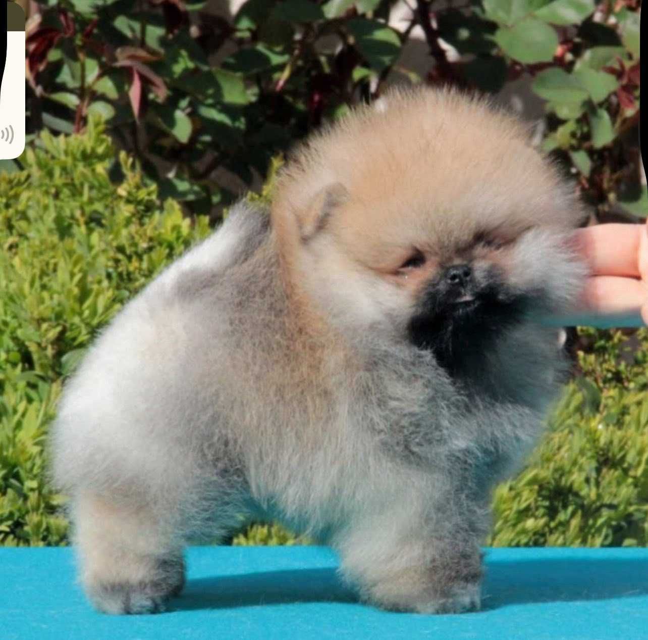 Spitz Alemão Anão ou Lulu da Pomerânia FEMEA LARANJA SABLE LOP e AFIXO