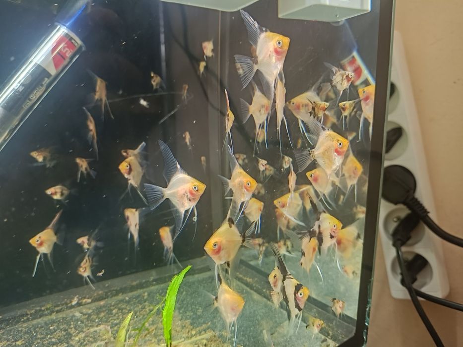 Sprzedam skalary Red devil  koi