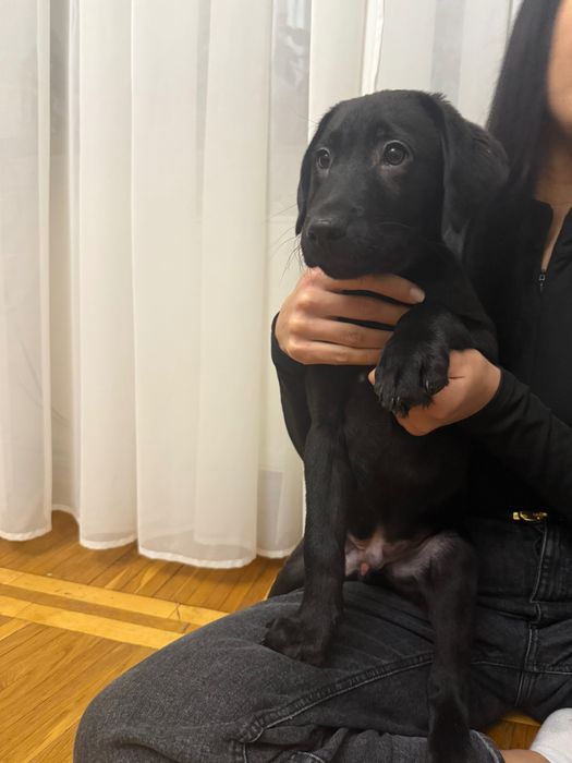 Продаються лабрадори.Справжній друг на все життя