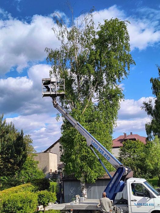 Wycinka drzew, wysokościowa wycinka drzew, wywóz masy zielonej