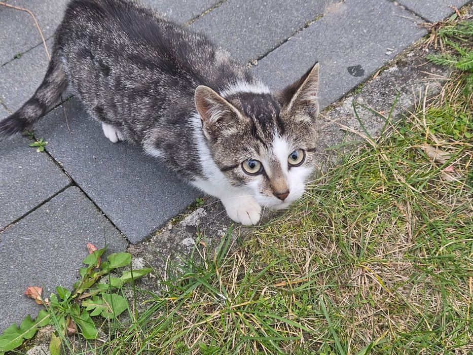Koty  szukaja cieplych domków