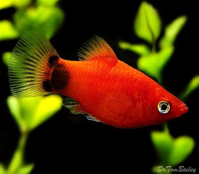 Platys Mickey Mouse Vermelhas juvenis