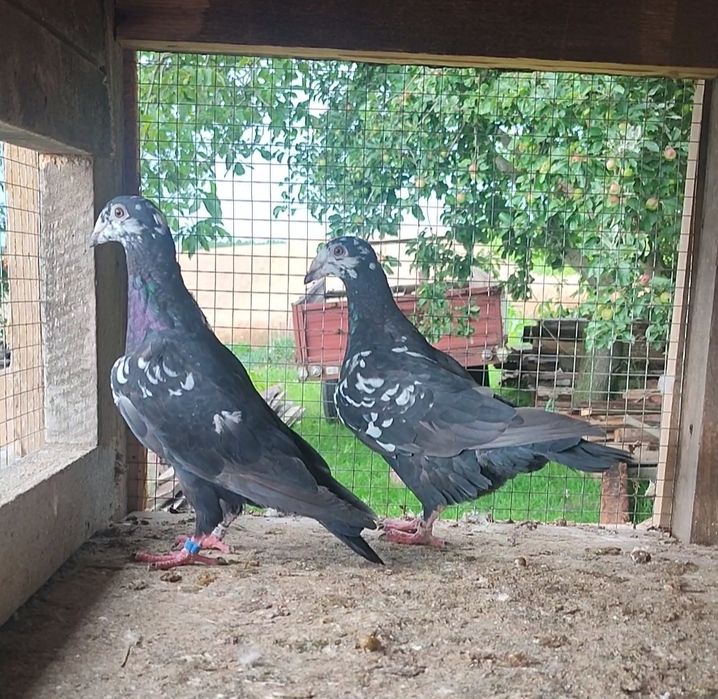 Gołębie pocztowe tygrys