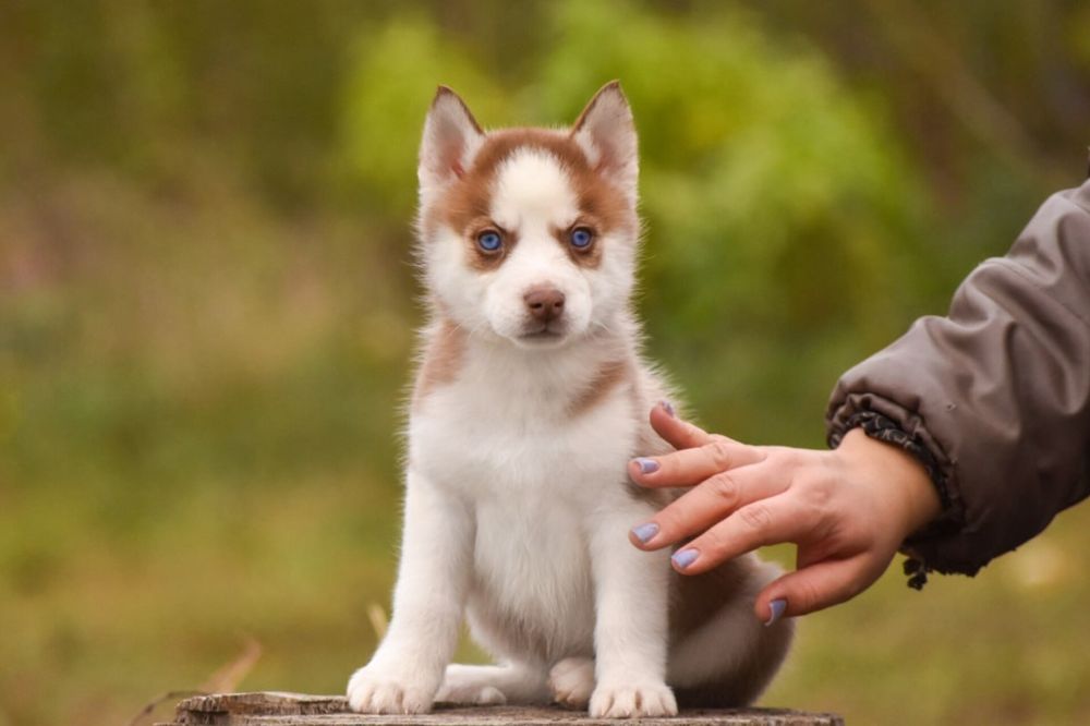 Блакитноока дівчинка хаскі