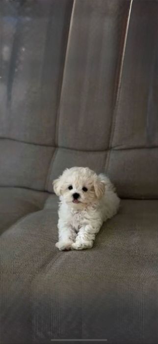 Тедди ‼️ мальтипу Собачки мальтіпу ‼️