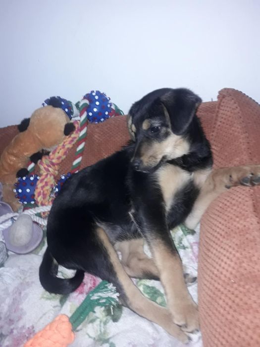 Słodka MALI do oddania za darmo