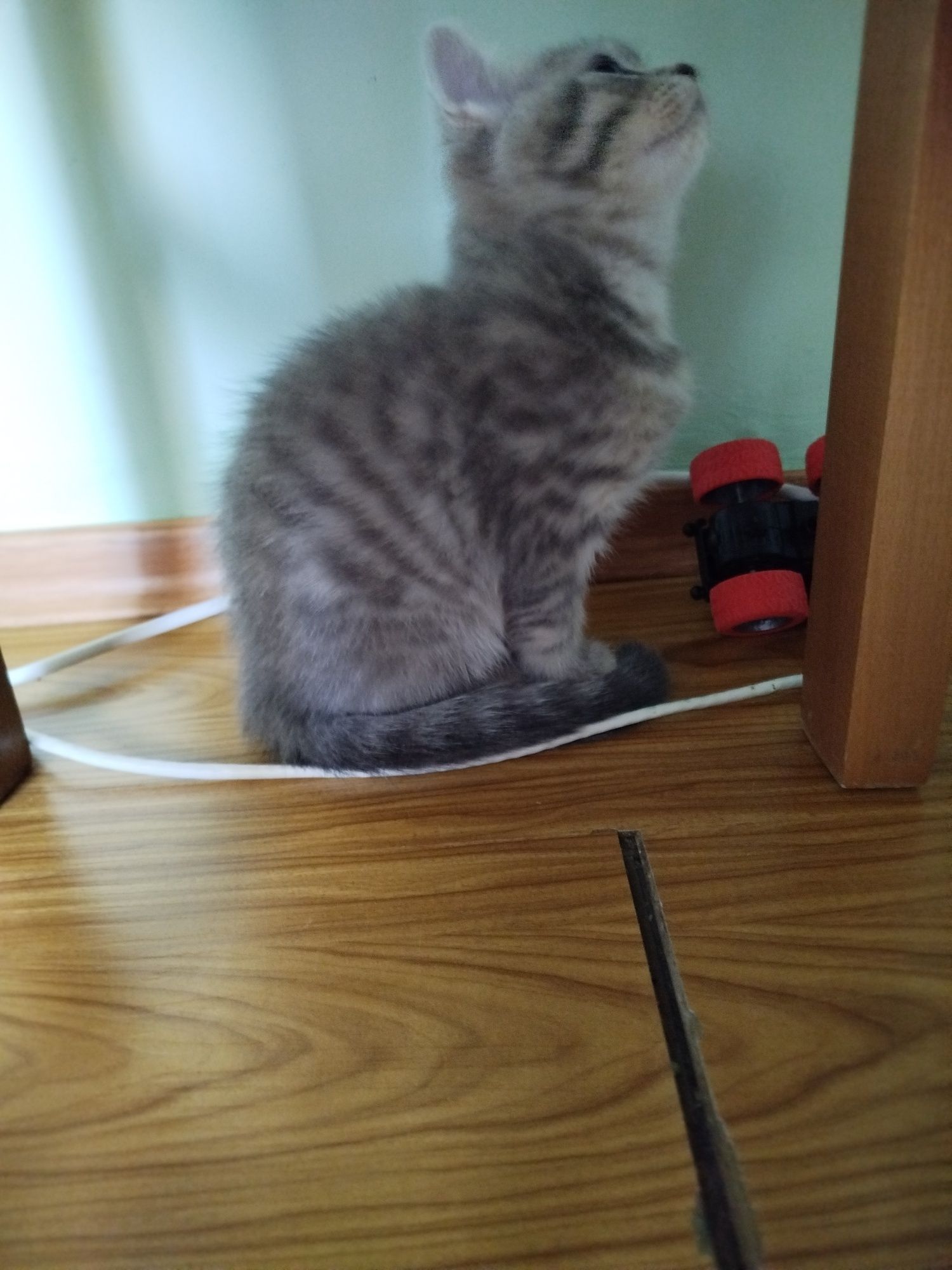 Котеня британець