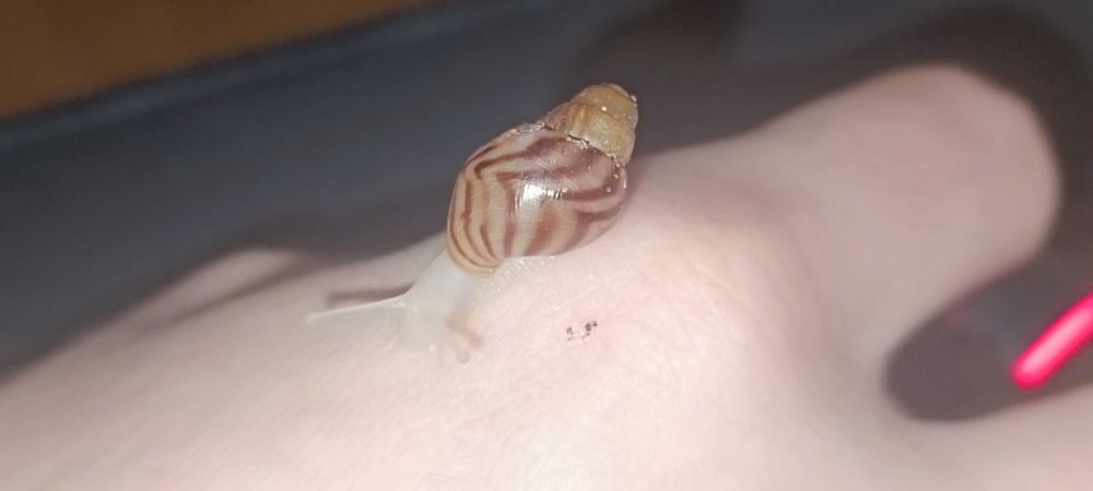 Ахатина альбино Ретикулята