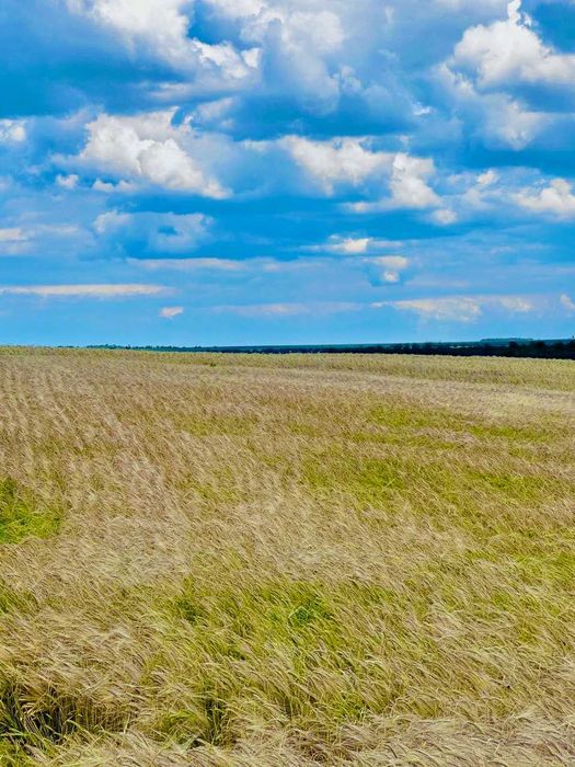 Продам посівний озимий ячмінь Снігова Королева