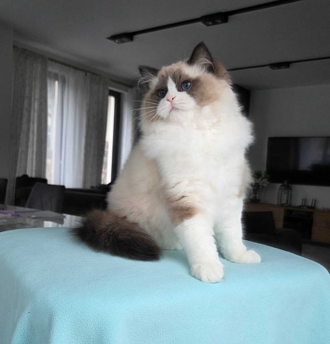 Ragdoll kocur z rodowodem FPL.