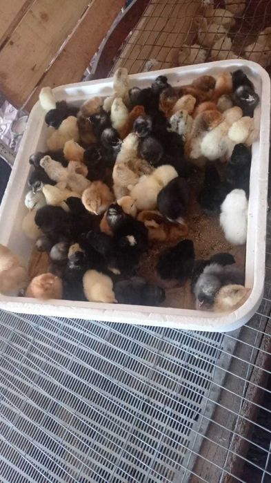 акційне яйце мікс м'ясояєчний та адлер сріблястий Україна