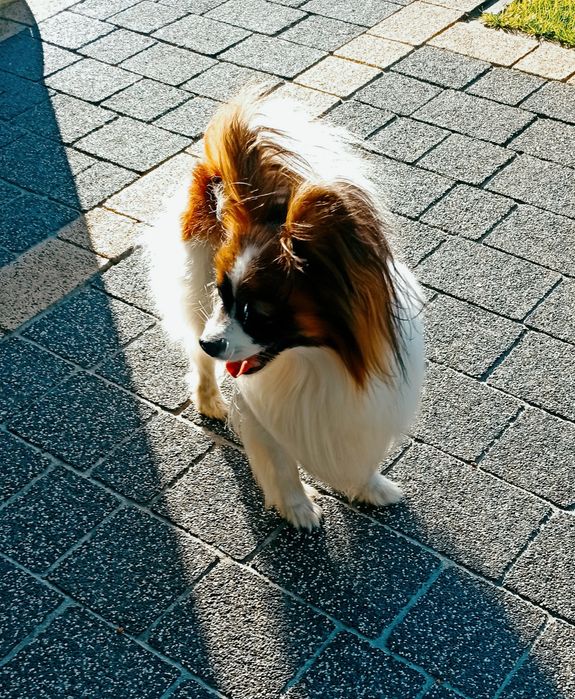 Papillon, suczka z metryką  ZKwP/ FCI