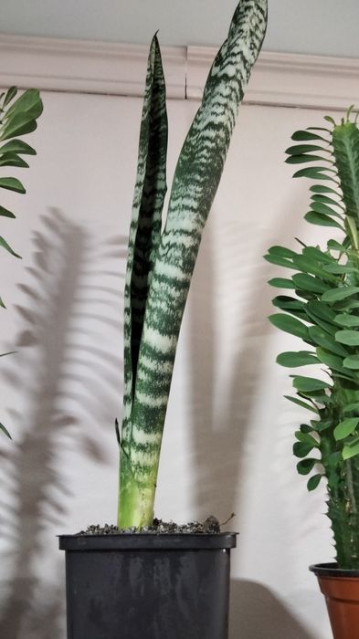 Домашні рослини, квіти