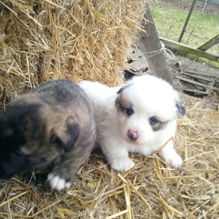Віддам собачок в добрі руки