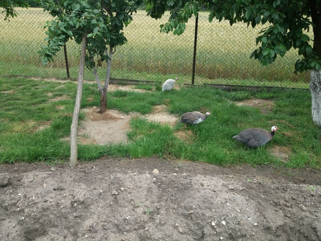 Perliki małe SPRŻEDAM do dalszego howu
