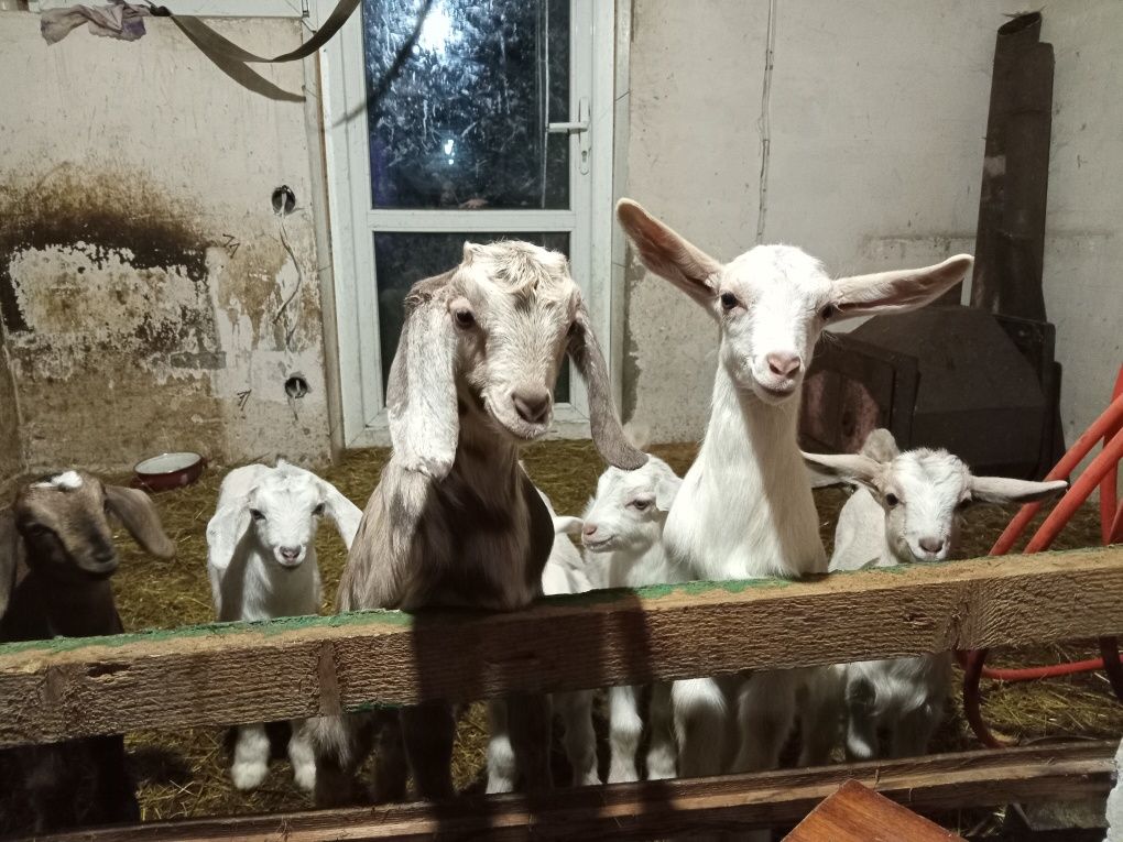 Продам козочек, коз.