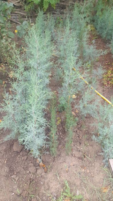 Кипарис аризонський