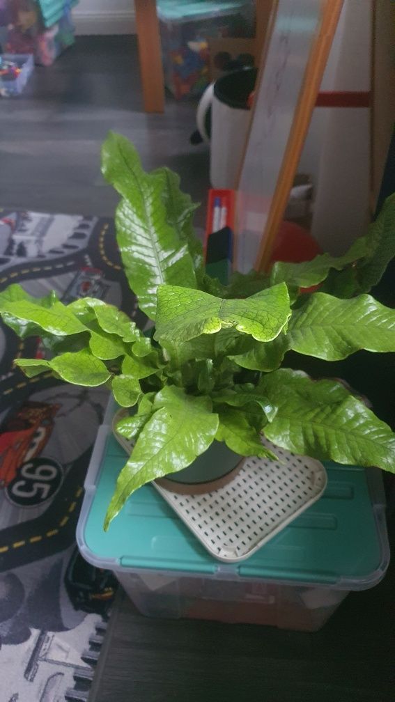 Ogromna paproć asplenium crocodylus