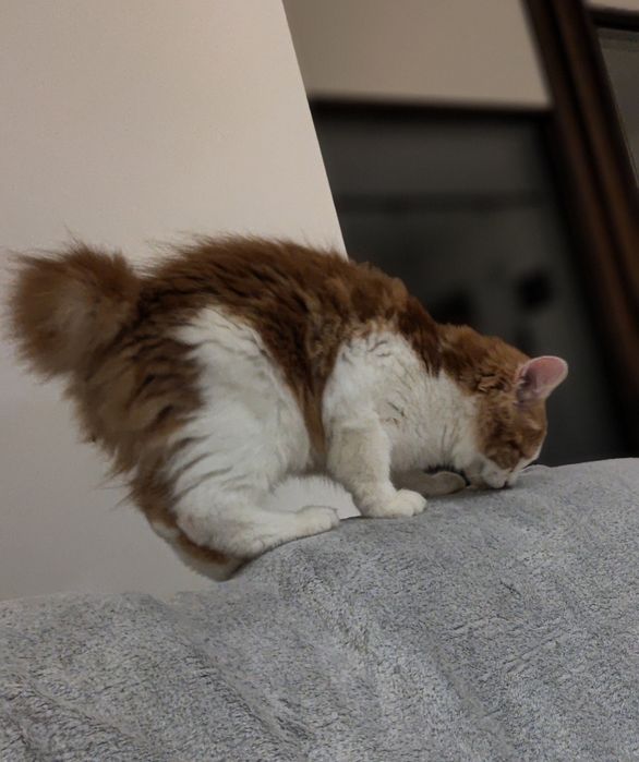 Kurylski Bobtail z rodowodem FPL/FIFE. Koteczka gotowa na zmianę domu.