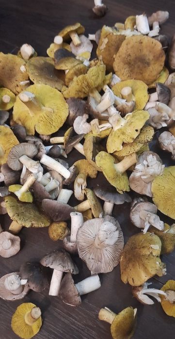 Sprzedam świeże gąski