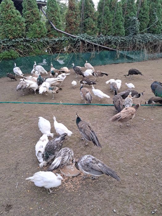 Paw  pawie  KILKA  KOLORÓW  - polecam