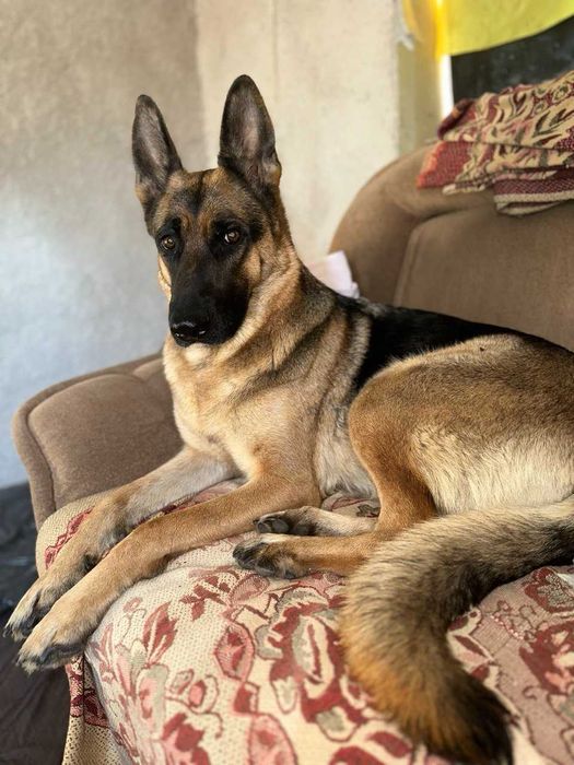 Шукаємо кобеля для вязки (овчарка гладкошерста)