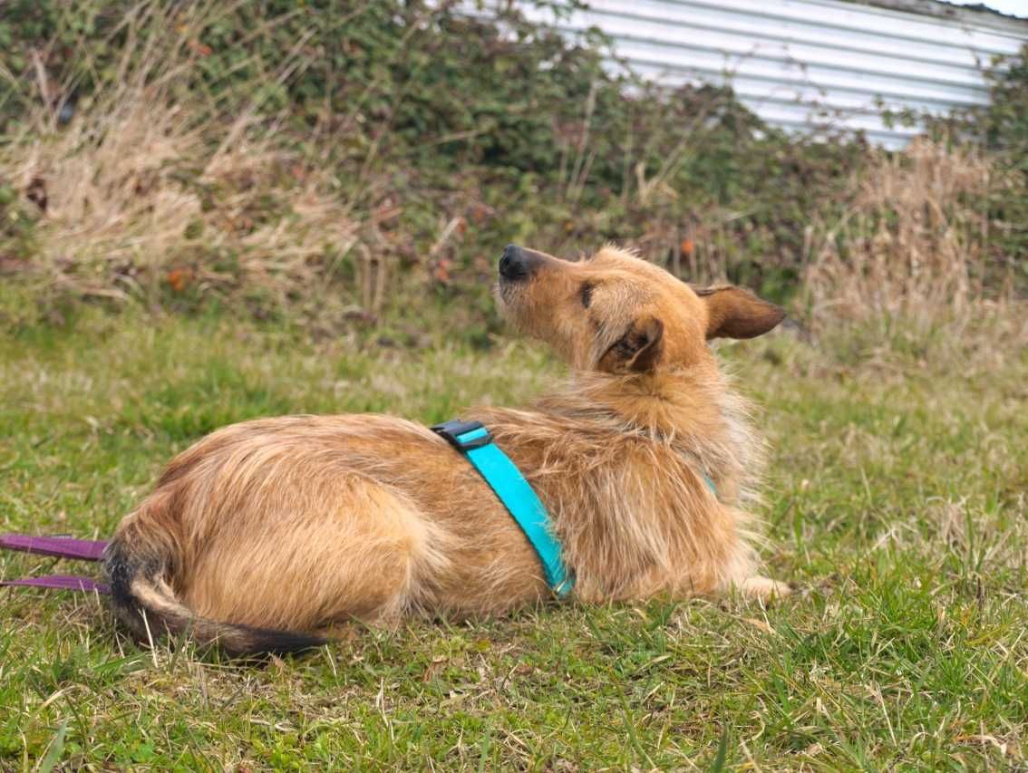 Pankracy - ciekawski, spokojny psiak do adopcji.