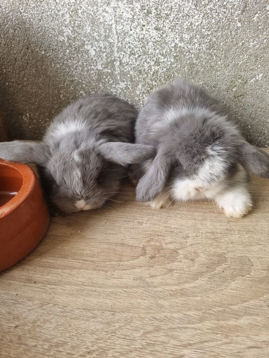 Kit coelhos anoes mini lop, mini holandes e toy