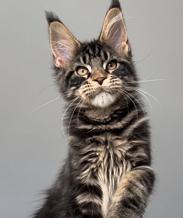 Детки мейн-кун, есть мальчики и девочки