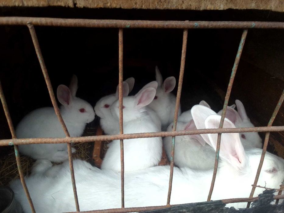 Продам кролики кролі