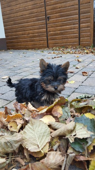 Yorkshire terrier suczka malutka