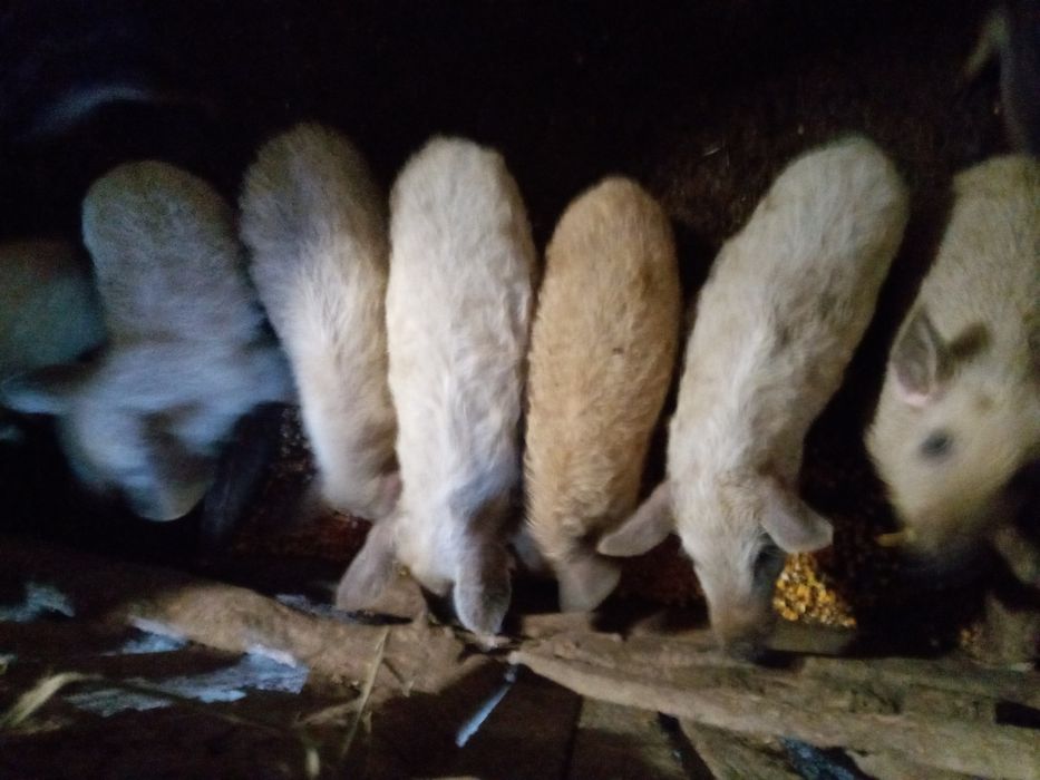 Венгерська мангалиця поросята домашні