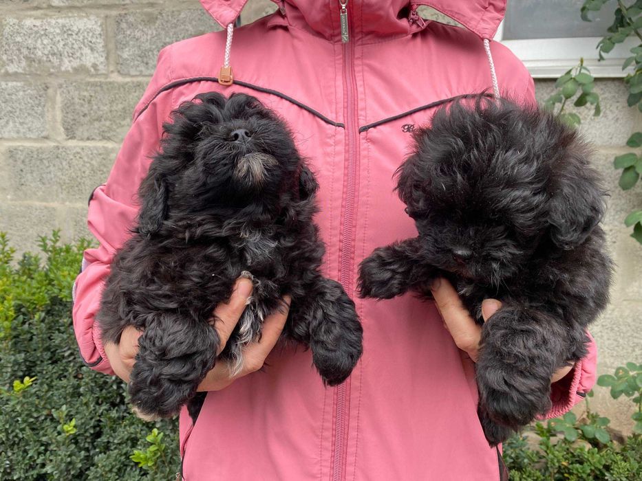 Мальтипу для душі та подарунку