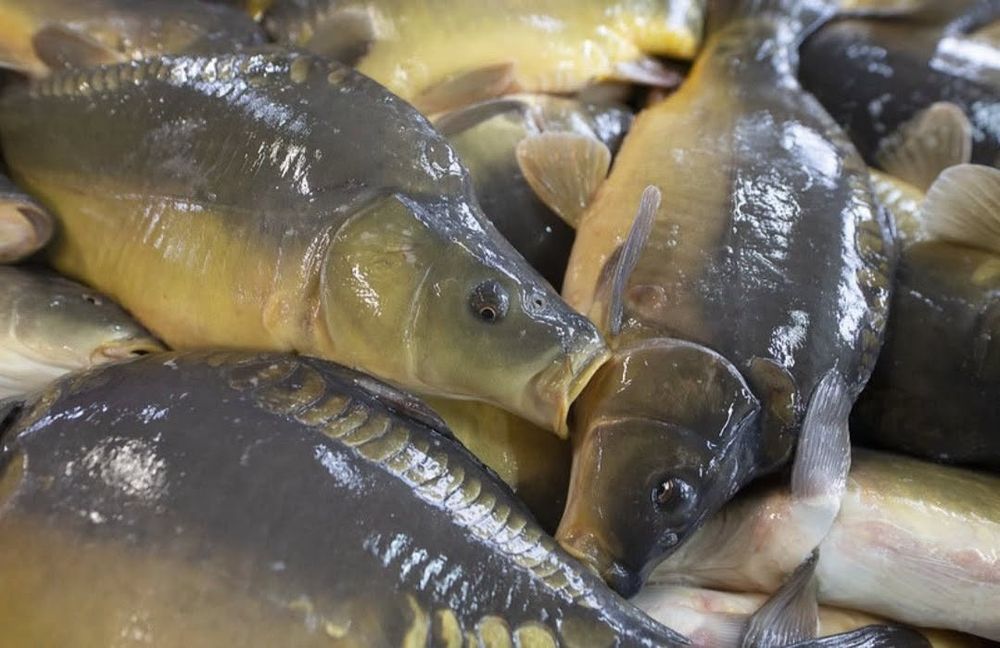 Karp Świąteczny i inne ryby